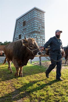 Vorbereitung für den Stierenmarkt in Zug. (Bild: Anita Imfeld-Leu (Zug, 5. September 2018))