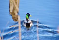 Eine Stockente gleitet gemütlich dahin. (Bild: Ruedi Dörig)