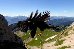 Bergdole (Bild: Walter Buholzer (Pilatus, 21. Juli 2018))