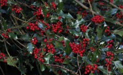 Zur Weihnachtszeit wird vielerorts das Haus mit Zweigen der Stechpalme geschmückt. Die Stechpalme dient als Symbol der Hoffnung und Liebe. (Bild: André Egli (Willisau, 11. Dezember 2018))