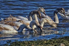 Familie Schwan beim Mittagessen. (Bild: Toni Sieber)