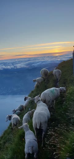 Weideplatz für Schwindelfreie! (Bild: Priska Arnold (Rigi Kulm, 29. Juli 2018))