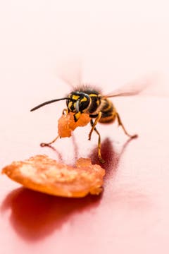 Die Wespe hat Stück für Stück vom Lachs «abgeschnitten» und ist damit davongeflogen. (Bild: Irene Baumeler (Emmenbrücke, 29. Juli 2018))
