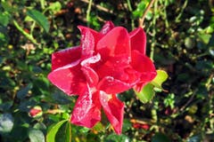 Die letzten Eiskristalle glitzern wie Zucker auf den Rosenblättern, bevor die Wintersonne sie wegschmiltzt. (Bild: Ruth Schönenberger (Luzern, 13. Dezember 2018))
