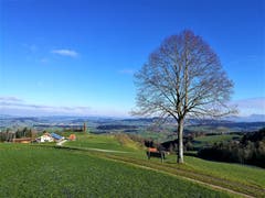 «Auf dem Sitzbänkli neben dem Baum hat man eine wunderbare Aussicht auf die Landschaft.» (Bild: Urs Gutfleisch (Menzberg, 13. Dezember 2018))