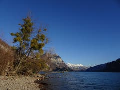 Misteln am Ufer des Walensees mit Blick auf die Alvier Gruppe. (Bild: Hubert Koch)