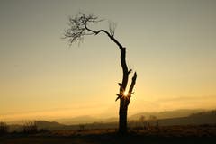Die Sonne strahlt durch das Dunkle. (Bild: Irene Wanner (Zell, 13. Dezember 2018))