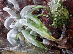 Eisgekühltes verdirbt nicht! (Bild: Josef Lustenberger (Wolhusen, 13. Dezember 2018))