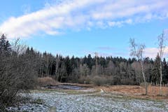 Biecht (Raureif) im Vogelmoos (Bild: Josef Habermacher (Neudorf, 14. Dezember 2018))