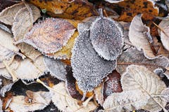 Auf dem Weg unterwegs - ich wagte kaum Schritte zu tun - über diese ungezählten, kunstvollen Blätter auf dem Boden...- die Kälte des Winters hat diese Kunst vollendet. (Bild: Georgette Baumgartner-Krieg (13. Dezember 2018))