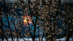 Christmas behind the tree. (Bild: Stefan Kunz (Meggen, 13. Dezember 2018))