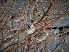 Aufplustern so gut es geht, nur so sind diese kalten Temperaturen zu ertragen. Aufgenommen in Meggen. (Bild: Margrith Imhof-Röthlin (16. Dezember 2018))