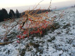 Schauenberg: Rote Punkte im Schnee (Bild: Roland Vogt)