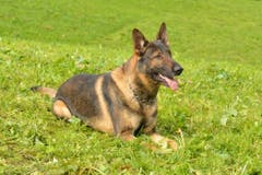 Beromünster - 16. Dezember 2018Die Luzerner Polizei hat am frühen Sonntagmorgen vier Männer festgenommen, die in eine Wohnung in Beromünster eingestiegen sind. Die Täter haben Alkohol, Käse, Wertsachen und ein Auto gestohlen und sind geflüchtet. Diensthund Capo spürte die Männer auf. (Bild: Luzerner Polizei)