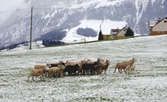 Appenzell-Weissbad: die Schaf sind auf dem Heimweg (Bild: Doris Sieber)