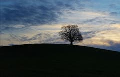 Es nachtet in Wald (Bild: Franziska Hörler)
