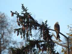 Ein Rotmilan auf Beutesuche auf der Frölichsegg bei Teufen. (Bild: Richard Wiesli)
