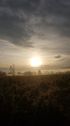 Morgenstund hat Gold im Mund in Zihlschlacht (Bild: Marlies Steinemann)