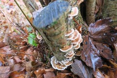 30. November 2018, nochmals Herbst, noch immer "het es Pilzli dra" (Bild: Edi Ulmi (Wolhusen, 30. November 2018))