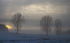 Mystische Stimmung im Andwiler Moos (Bild: Willy Zimmermann)