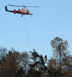 Ein Rotmilan auf Beutesuche beobachtet den Helikopter bei Transportarbeiten auf der Frölichsegg. (Bild: Richard Wiesli)