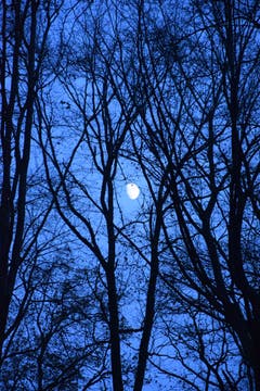 Ein Spaziergang im Wald bei Mondschein. (Bild: Oesch Hansjürg)