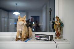 Dieser Fuchs lief Toni Steiner auf dem Weg zur Schwägalp vor das Auto. (Bild: Benjamin Manser)