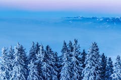 Blick in Richtung Rheintal zu den Österreichischen Alpen mit verschneiten Tannen im Vordergrund. (Bild: Remo Schläpfer)
