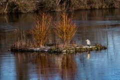 Der einsamer Graureiher und seine Insel am Gübensee. (Bild: Luciano Pau)