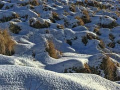 Oberer Gäbris beim Rindertrail. (Bild: Toni Sieber)