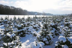Im Winter 2017 werden schon die ersten Lücken zwischen den Bäumchen sichtbar.