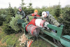 Starke Männer leisten harte Arbeit an der Christbaummaschine im Jahr 2017.