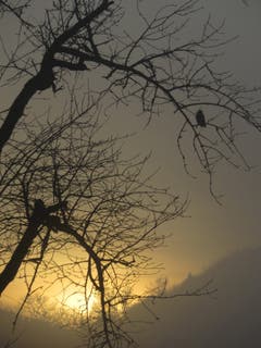 Sonnenuntergang im Nebel, am Dreilindenhang ob St.Gallen. (Bild: Paul Sanwald)