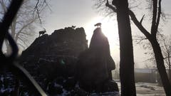 Noch schnell die letzten Sonnenstrahlen geniessen: Steinböcke im Wildpark Peter und Paul. (Bild: Peter Schiltknecht)