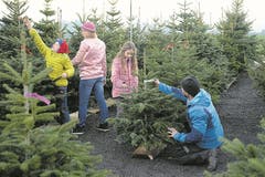Für sich den schönsten Weihnachtsbaum auszusuchen, macht nicht nur den Kindern Spass.