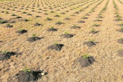 Diese Plantage zwischen Hamisfeld und Chatzerüti wurde 2009 mit neuen Setzlingen gegründet.