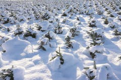 Dem Winter von 2013 trotzen sie bereits als kleine Bäumchen.