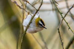 Das quirlige, winzige Sommergoldhähnchen hält nicht lange still. (Bild: Edgar Huber)