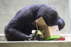 Ein Gorilla blickt im Wilhelma-Zoo in Stuttgart in ein Weihnachtsgeschenk. Das Paket ist gefüllt mit Holzwolle, Nüssen und Rosinen. (Bild: Keystone/AP/Christoph Schmidt (Stuttgart, 25. Dezember 2018))