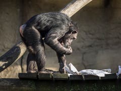 (Bild: Hanspeter Schiess)