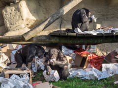 (Bild: Hanspeter Schiess)