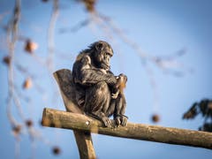 (Bild: Hanspeter Schiess)