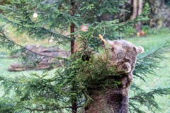 Der syrische Braunbär Takis freut sich über die Weihnachtsüberraschung, anlässlich einer speziellen Fütterung im Tierpark Goldau. (Bild: Keystone/Urs Flüeler (Goldau, 24. Dezember 2018))