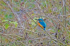 Ein Eisvogel. (Bild: Marianne Schmid (Klingnau, 25. Dezember 2018))