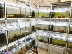 Mitten im Berner Stadtzentrum werden Zwerggarnelen gezüchtet. Die Tiere sind für Aquarien bestimmt. (Bild: KEYSTONE/STEFAN LANZ)