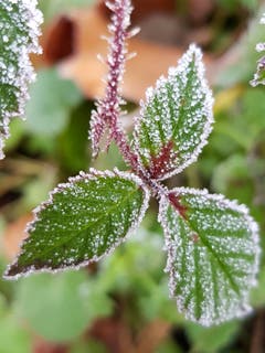 Eiskristalle vom Nebel. (Bild: Reto Schlegel)