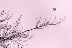 Der frühe Vogel... (Bild: Franziska Hörler)
