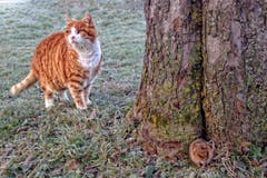 Katz-und-Maus-Spiel. (Bild: Toni Sieber)