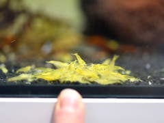 Bei Auktionen in Japan zahlten Liebhaber laut Frey bis zu 10'000 Franken pro Tier. Dies bei einer durchschnittlichen Lebenserwartung von zwei Jahren. (Bild: KEYSTONE/STEFAN LANZ)