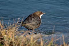 Wasseramsel an der Linth. (Bild: Edgar Huber)